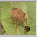 Arma custos - Baumwanze Waldwaechter 02.jpg